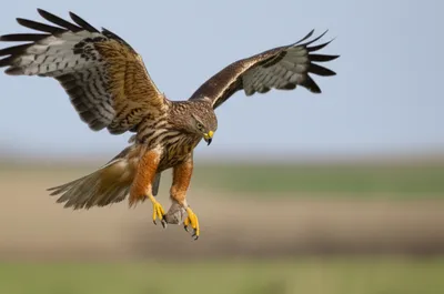 Illustration tires - Image 1