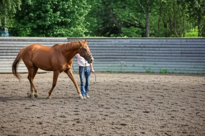 Illustration lunges - Image 1