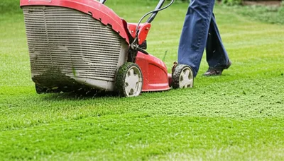 Illustration mows - Image 1