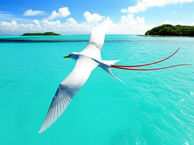 Illustration tropicbird