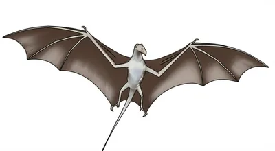 Illustration wing - Image 1