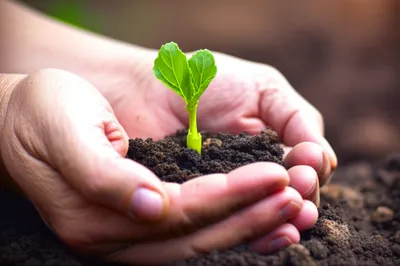 Illustration midwife - Image 1