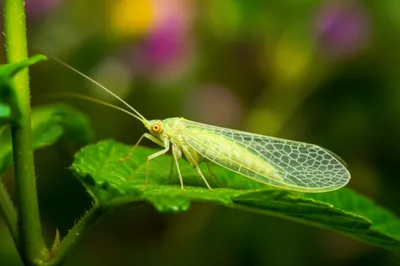 Illustration lacewings
