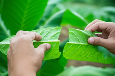 Illustration strip - Image 1