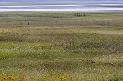 Illustration meadow - Image 1