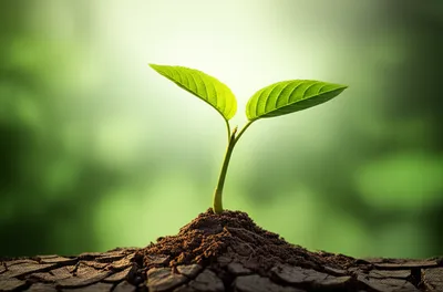 Illustration restore - Image 1