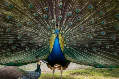 Illustration vibrates - Image 1