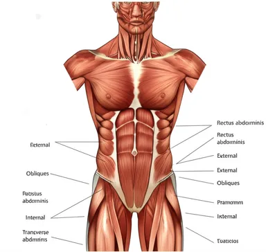 Illustration abdominal - Image 1