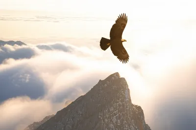 Illustration tops - Image 1