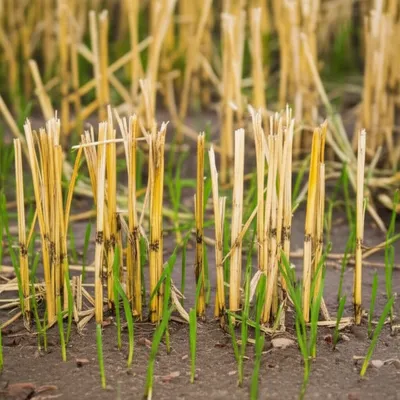 Illustration blades - Image 1