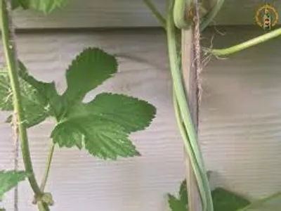 Illustration bind - Image 6