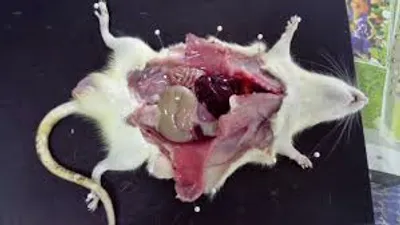 Illustration dissect - Image 2