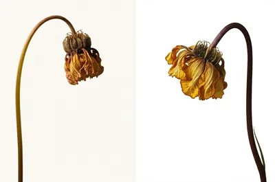 Illustration extenuating - Image 1