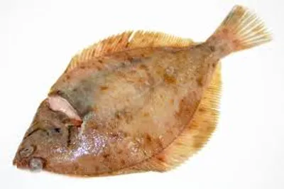 Illustration dab - Image 2