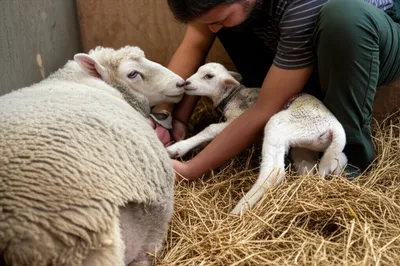 Illustration lambing - Image 1