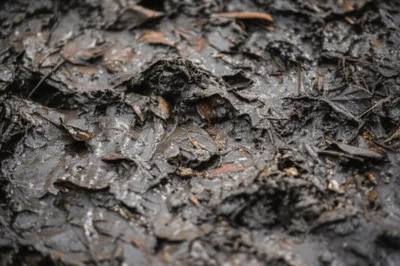 Illustration muck - Image 1