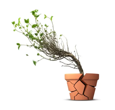 Illustration killing - Image 1