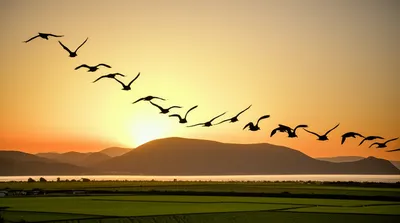 Illustration migrant