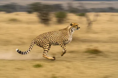 Illustration scud - Image 1