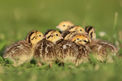 Illustration jugged - Image 1