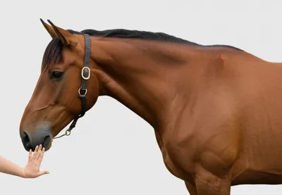 Illustration palm - Image 1