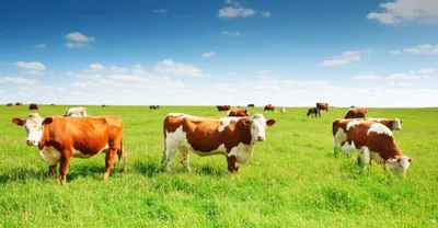 Illustration grassing - Image 1