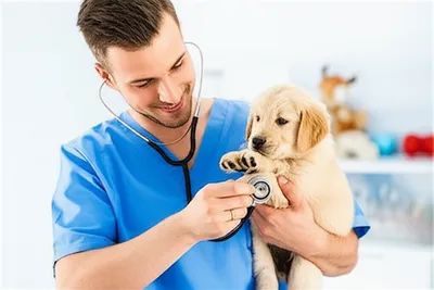 Illustration veterinary