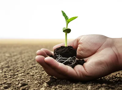 Illustration sparing - Image 1