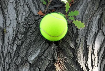 Illustration lodged - Image 1