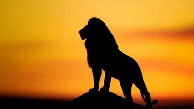 Illustration reigned - Image 1