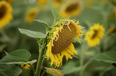 Illustration nodding - Image 1