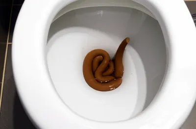 Hình ảnh minh họa stools - Ảnh 1