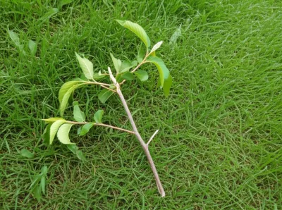 Illustration tan - Image 1