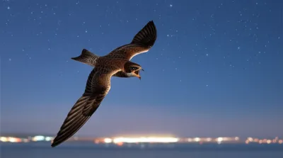 Illustration nighthawk - Image 1