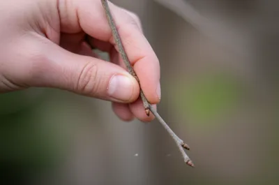 Illustration twigged - Image 1