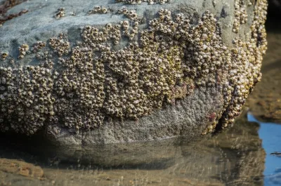 Illustration encrusting