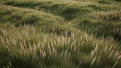 Illustration waved - Image 1