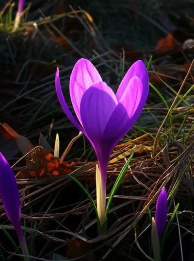 Illustration upstart - Image 1