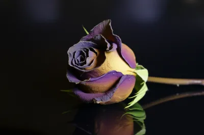 Illustration deceased - Image 1