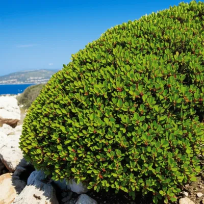 Illustration mastic - Image 1