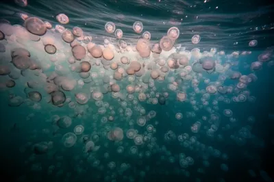 Illustration smacks - Image 1