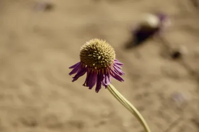 Illustration scarcely