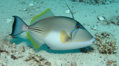 Illustration turbot - Image 1