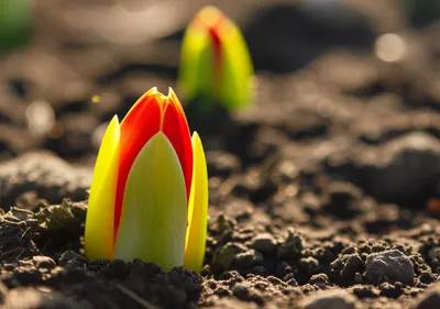 Illustration enters - Image 1