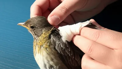 Illustration did - Image 1