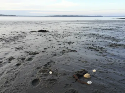 Illustration mudbank - Image 1