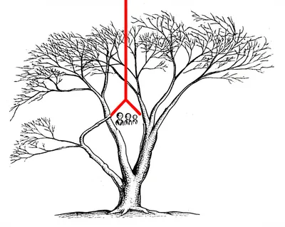 Illustration inbred - Image 1