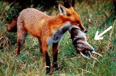 Illustration prey - Image 2