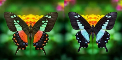 Illustration mimes - Image 1