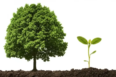 Illustration shortness